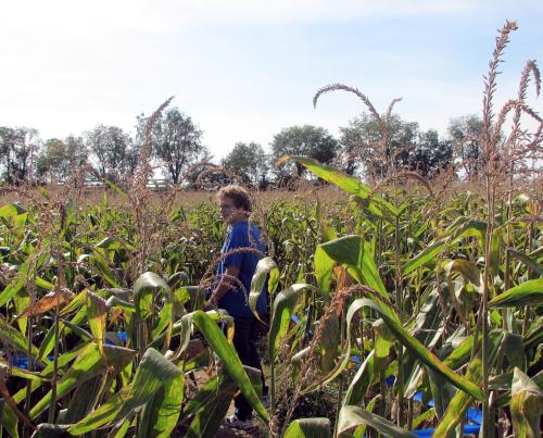 Daniel in the corn